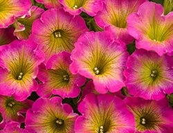 Supertunia, Daybreak Charm, Bicolor Petunia
Proven Winners
Sycamore, IL
