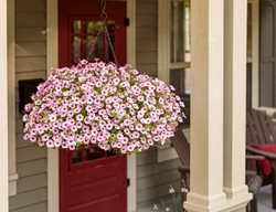 Supertunia Hanging Basket, Pink And White Petunias In Basket
Proven Winners
Sycamore, IL