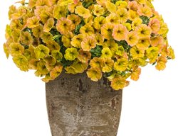 Supertunia Honey Petunia, Yellow Petunia
Proven Winners
Sycamore, IL