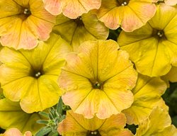 Supertunia Honey Petunia, Yellow Petunia
Proven Winners
Sycamore, IL