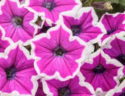 Supertunia Hoopla Vivid Orchid Petunia, Pink And White Petunia
Proven Winners
Sycamore, IL