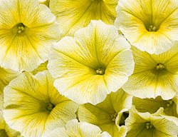 Supertunia Limoncello, Yellow Petunia
Proven Winners
Sycamore, IL