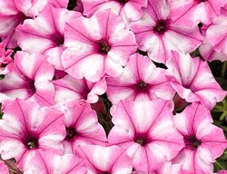 Supertunia Mini Vista Pink Star, Pink And White Petunia
Proven Winners
Sycamore, IL