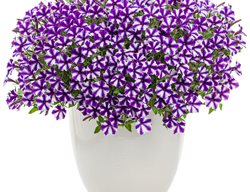 Supertunia Mini Vista Violet Star, Purple And White Petunias
Proven Winners
Sycamore, IL