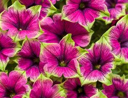 Supertunia Picasso In Purple, Petunia Hybrid, Purple And Green Supertunia
Proven Winners
Sycamore, IL