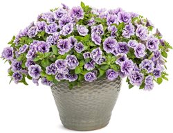 Supertunia Priscilla Petunia, Double Petunia
Proven Winners
Sycamore, IL