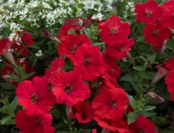 Supertunia Really Red Petunia, Red Petunia Flowers
Proven Winners
Sycamore, IL