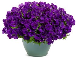 Supertunia Royal Velvet Petunia, Purple Petunia
Proven Winners
Sycamore, IL