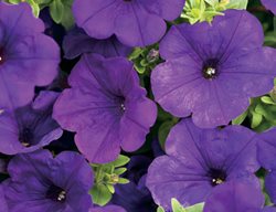 Supertunia Royal Velvet, Purple Petunia
Proven Winners
Sycamore, IL