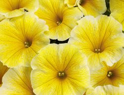 Supertunia Saffron Finch Petunia, Yellow Petunia
Proven Winners
Sycamore, IL