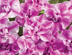 Supertunia Sharon, Double Petunia, Petunia Hybrid, Pink Flower
Proven Winners
Sycamore, IL