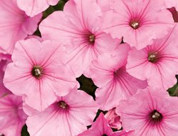 Supertunia, Vista Bubblegum, Pink Petunia
Proven Winners
Sycamore, IL