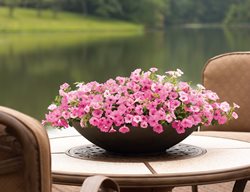 Supertunia Vista Bubblegum, Pink Petunia
Proven Winners
Sycamore, IL