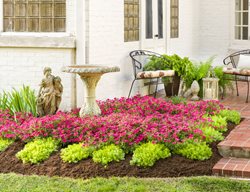Supertunia Vista Fuchsia Petunias, Patio Planting
Proven Winners
Sycamore, IL