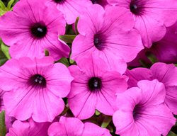 Supertunia Vista Jazzberry, Petunia Hybrid, Pink Petunia
Proven Winners
Sycamore, IL