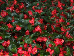 Surefire Red Wax Begonia, Begonia Benariensis
Proven Winners
Sycamore, IL