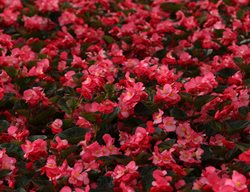 Surefire Rose Begonia, Begonia Benariensis
Proven Winners
Sycamore, IL
