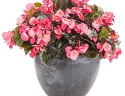 Surefire Rose Begonia In Pot, Potted Begonia
Proven Winners
Sycamore, IL