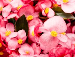 Surefire Rose Begonia, Pink Flower, Begonia Benariensis
Proven Winners
Sycamore, IL
