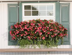 Surefire Rose Begonia Windowbox, Surfire Rose Begonia, Windowbox Planting
Proven Winners
Sycamore, IL
