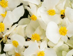Surefire White Begonia, Begonia Benariensis
Proven Winners
Sycamore, IL