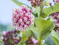 Swamp Milkweed, Asclepias Incarnata
Shutterstock.com
New York, NY