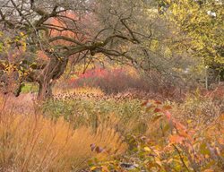 Swarthmore College, Scott Arboretum
Garden Design
Calimesa, CA