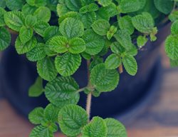 Swedish Ivy, Green Leaves, Houseplant
Shutterstock.com
New York, NY