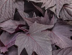 Sweet Caroline Bewitched After Midnight Ipomoea, Purple Sweet Potato Vine
Proven Winners
Sycamore, IL