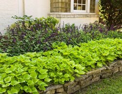 Sweet Caroline Bewitched Ipomoea, Green With Envy, Sweet Potato Vine, Garden Bed
Proven Winners
Sycamore, IL