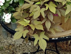 Sweet Caroline Bronze, Sweet Potato Vine, Ipomoea Batatas
Millette Photomedia
