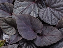 Sweet Caroline Jet Black Sweet Potato Vine, Black Foliage
Proven Winners
Sycamore, IL
