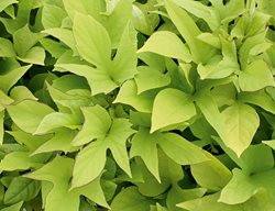 Sweet Caroline Light Green, Ipomoea Batatas, Sweet Potato Vine
Proven Winners
Sycamore, IL
