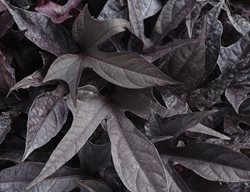 Sweet Caroline Raven Sweet Potato Vine, Ornamental Sweet Potato
Proven Winners
Sycamore, IL