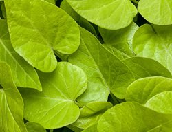 Sweet Caroline Sweetheart Lime, Sweet Potato Vine, Lime Green Leaves
Proven Winners
Sycamore, IL