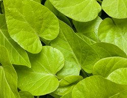 Sweet Caroline Sweetheart Lime, Sweet Potato Vine
Proven Winners
Sycamore, IL