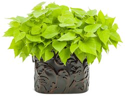 Sweet Caroline Sweetheart Lime Sweet Potato Vine 
Proven Winners
Sycamore, IL