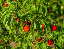 Sweet Cherry Peppers, Cherry Pepper Plant
Shutterstock.com
New York, NY