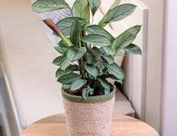 Sweet Dreams Grey Star Ctenanthe, Ctenanthe Setosa, Never Never Plant
Proven Winners
Sycamore, IL