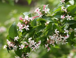 Sweet Emotion Abelia, Deciduous Shrub
Proven Winners
Sycamore, IL