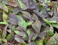 Sweet Georgia Bullfrog, Sweet Potato Vine, Ipomoea Batatas
Rush Creek Growers
