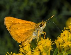 Sweet Goldenrod, Solidago Odora
Alamy Stock Photo
Brooklyn, NY