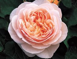 Sweet Juliet Rose, David Austin Rose, Apricot Rose
Garden Design
Calimesa, CA