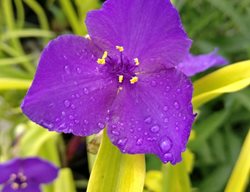 Sweet Kate Tradescantia, Blue And Gold Tradescantia, Tradescantia Andersoniana
Shutterstock.com
New York, NY