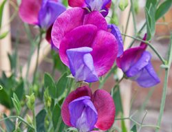 Sweet Pea Flower, Sweet Pea Vine, Vine With Purple Flowers
Shutterstock.com
New York, NY