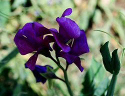 Sweet Pea, Purple Annual, Lathyrus
Pixabay
