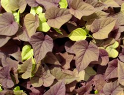 Sweet Potato Vine, Sweet Caroline Sweetheart Red, Ipomoea Batatas
Proven Winners
Sycamore, IL