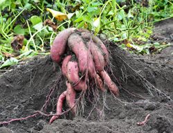 Sweet Potatoes, Harvesting Sweet Potatoes
Shutterstock.com
New York, NY