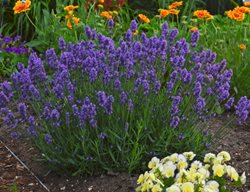Sweet Romance Lavender, Lavandula, Aromatic Herb
Proven Winners
Sycamore, IL