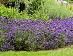 Sweet Romance Lavender, Lavandula, Lavender Border
Proven Winners
Sycamore, IL